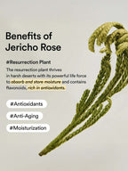 ABIB Rice Probiotics Overnight Mask Barrier jelly 80ml