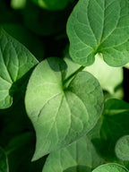 TENZERO Solution Calming Heartleaf Sheet Mask 25ml