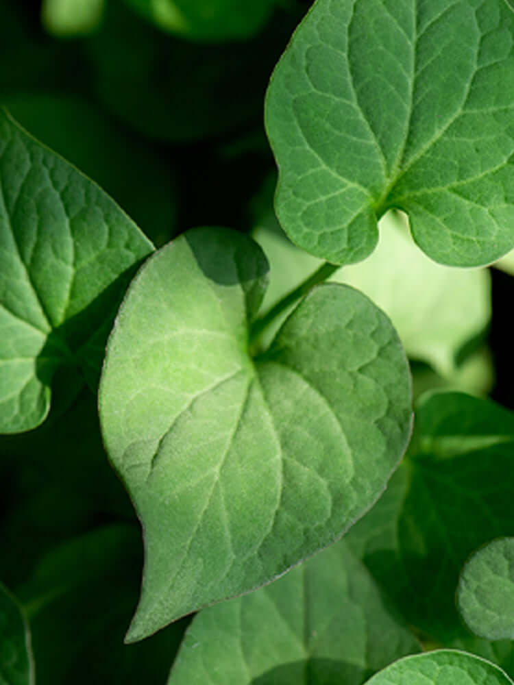 TENZERO Solution Calming Heartleaf Sheet Mask 25ml