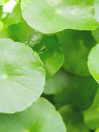 TENZERO Solution Calming Cica Sheet Mask 25ml