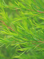 TENZERO Solution Clearing Tea Tree Sheet Mask 25ml